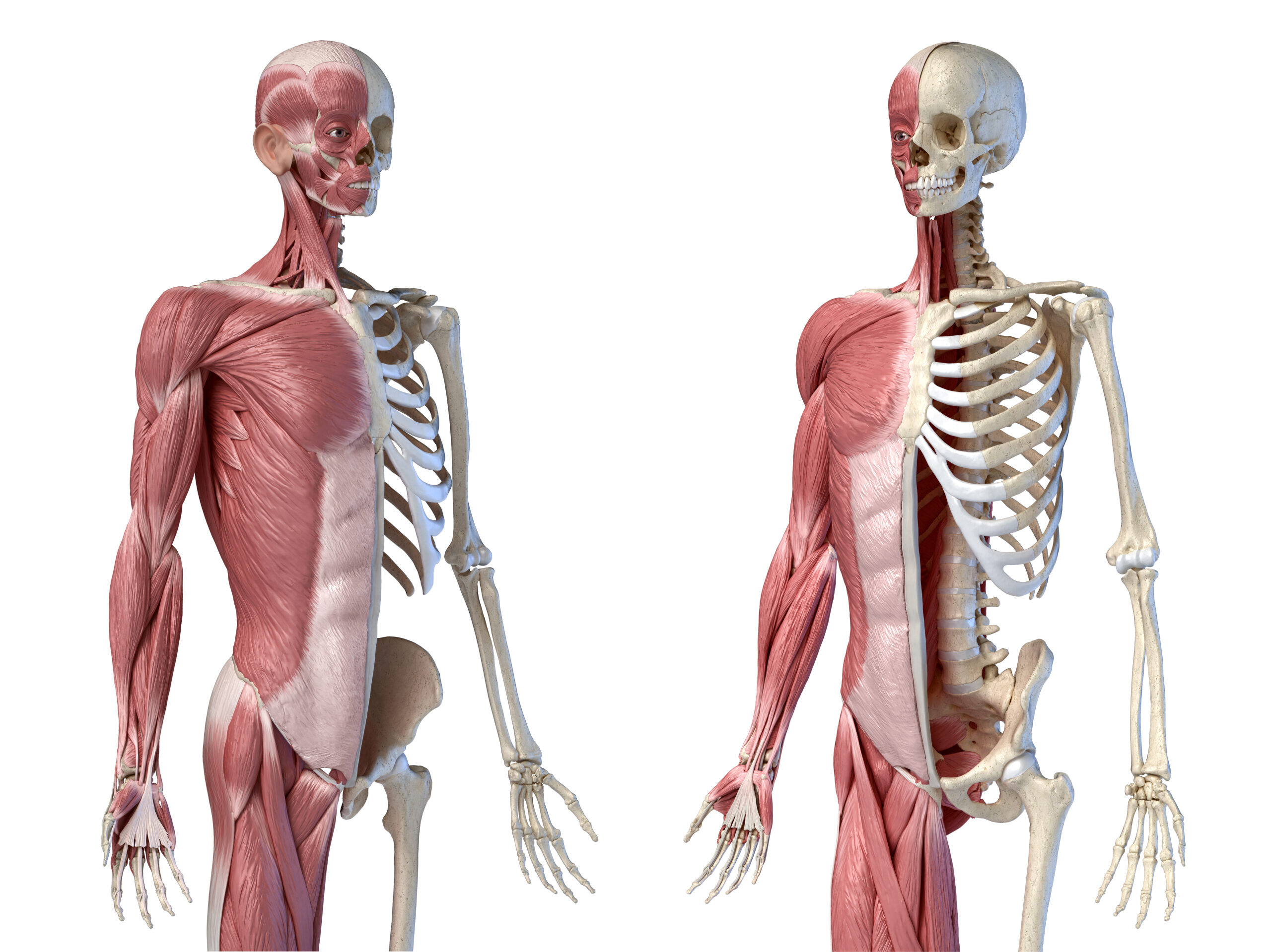 The Musculoskeletal System